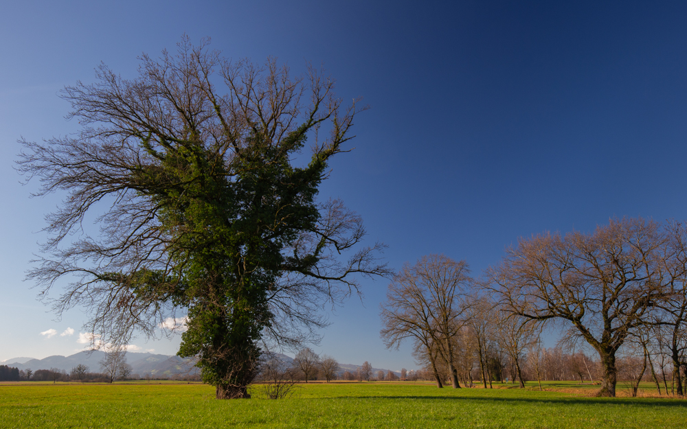 Lauteracherried im Jänner 26